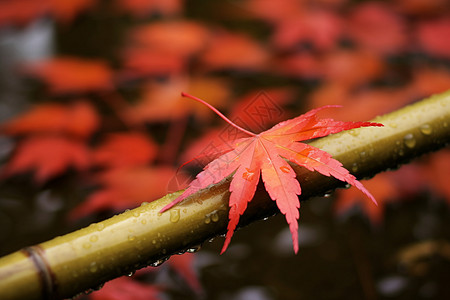 秋日红枫秋天水落叶高清图片