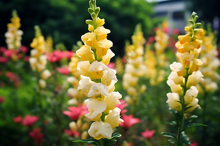 缤纷花海金鱼草花高清图片