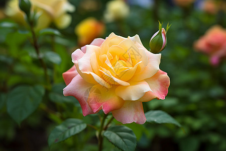 玫瑰花苞花园里的玫瑰背景