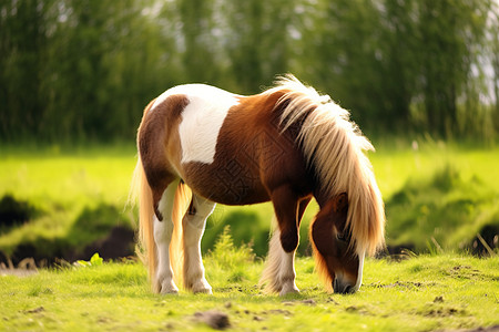 小马在餐中小马在草原上畅游背景
