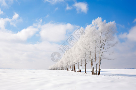 森林树木白雪中的树林背景