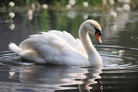 宁静池塘中的白天鹅图片