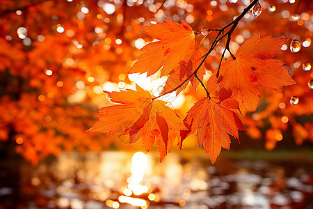 秋季森林湖泊的美丽景观背景图片