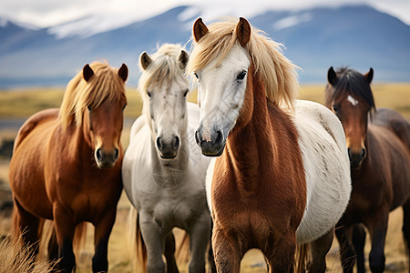 乡村草原上放牧的马群图片