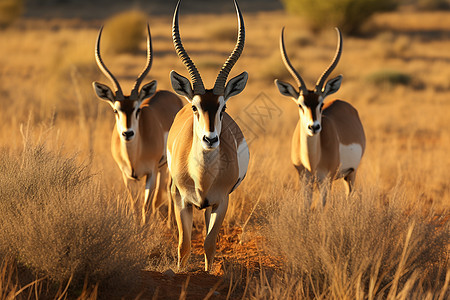 优雅的美洲牛羚动物图片