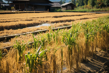 丰收时节的农业稻田图片