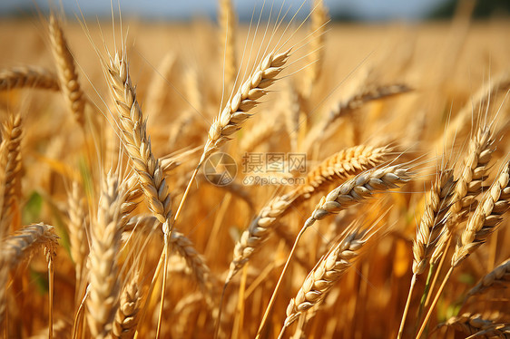 田地里的庄稼麦穗图片