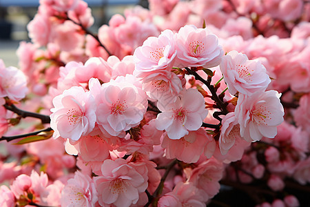粉色的花背景图片
