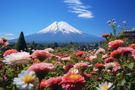 富士山下绽放的花海图片