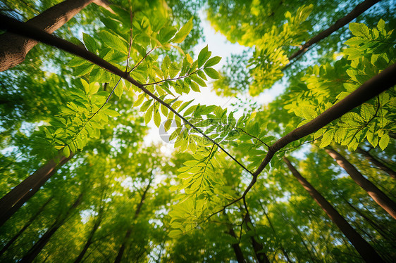 夏日绿荫美景图片