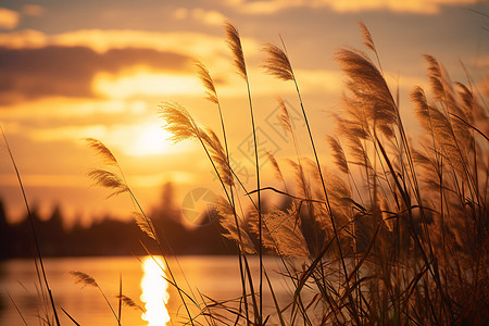 芦苇黄昏水面上的夕阳背景