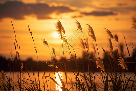 芦苇黄昏夕阳映照下的湖畔背景