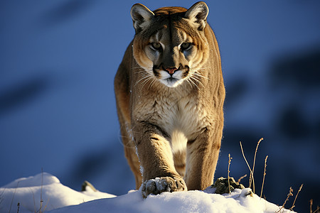 雪地行走的美洲狮图片