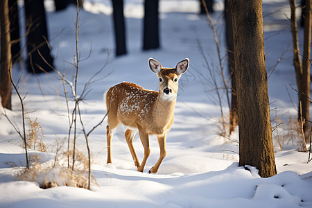 冬季森林里的小鹿背景图片