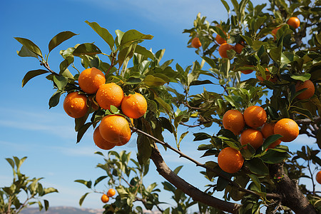 橘子切面果园里的橘子树背景