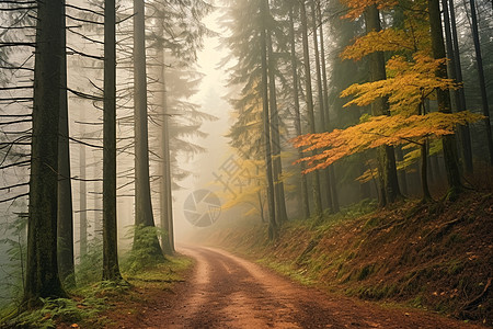 神秘的山林迷雾图片