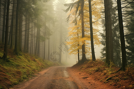 秋色迷雾中的林间小道图片