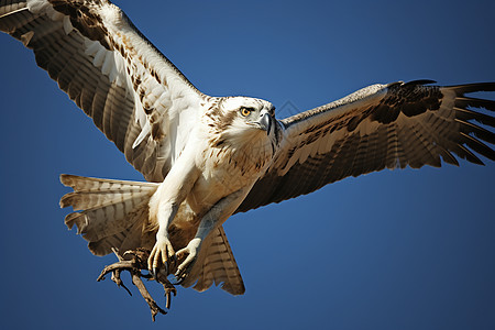 翱翔蓝天的老鹰背景图片