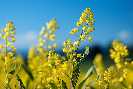 金黄色的油菜花高清图片