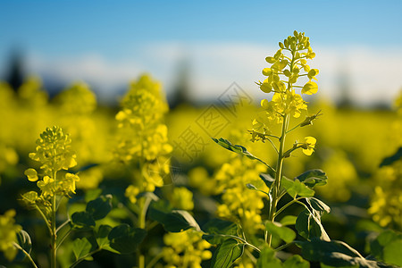 美丽的油菜花花海图片