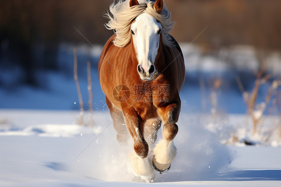 冬天雪地里奔跑的马图片