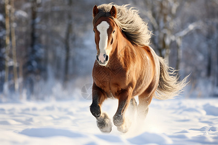 雪地奔驰的马图片