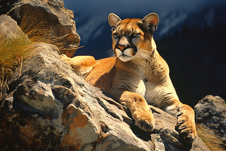 野生动物的美洲狮图片