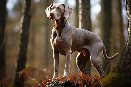 户外玩耍的威玛纳犬图片