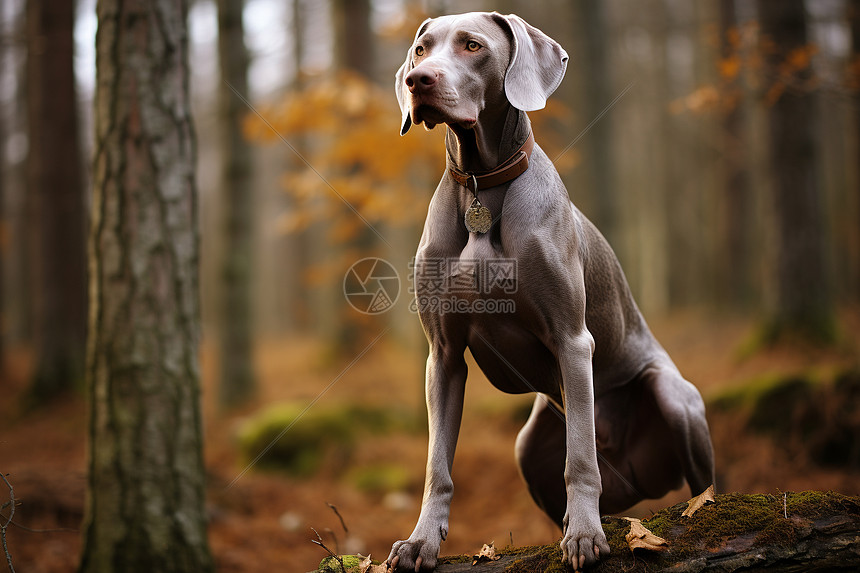 帅气勇猛的威玛纳犬图片