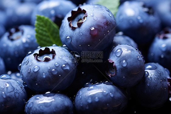 水滴滴的蓝莓果实图片