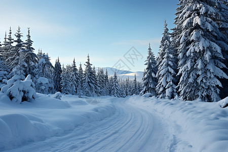 美丽冬季白雪森林的自然景观高清图片