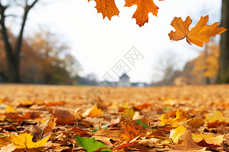 草坪上秋天落叶图片