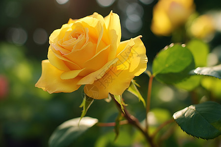 夏日的花园阳光下的黄色玫瑰背景图片