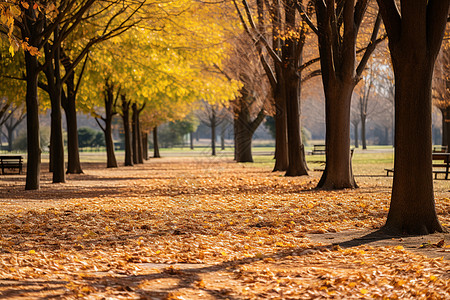 秋叶公园里的静谧风景背景图片
