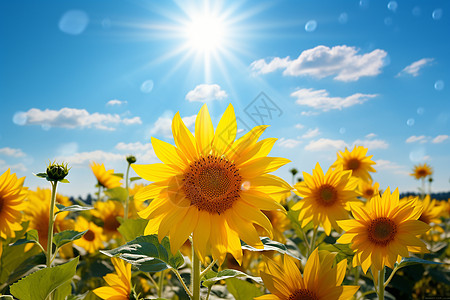 阳光中向日葵阳光穿过云层照耀在花朵上背景