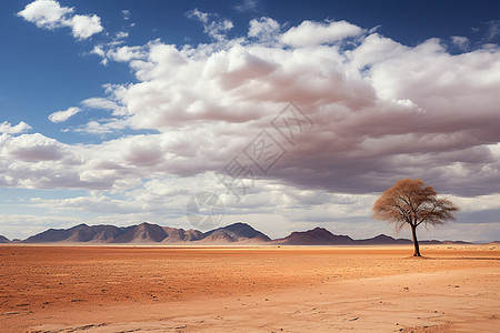 沙漠中的一颗树图片