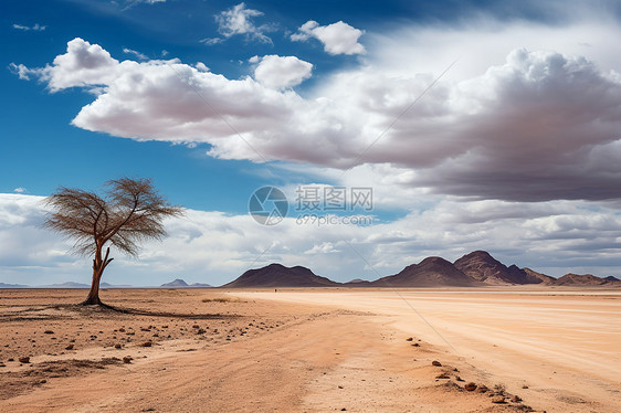 孤树立于沙漠中图片