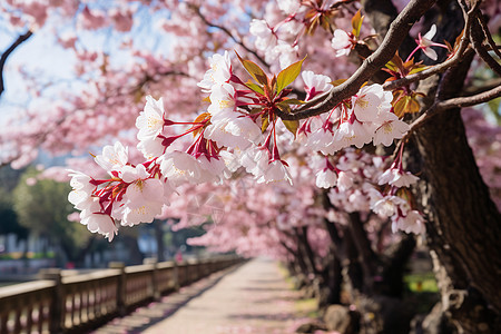 公园漫步赏樱花图片
