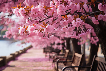 粉色花朵下的一排长椅图片
