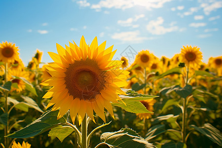 田野阳光下盛开的向日葵背景图片
