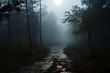 神秘黑暗的森林图片