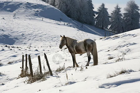山谷中放牧的马匹背景图片