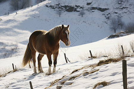 冬日寂静山谷中的马匹背景图片