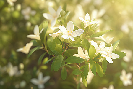 夏季花园中绽放的茉莉花花朵图片