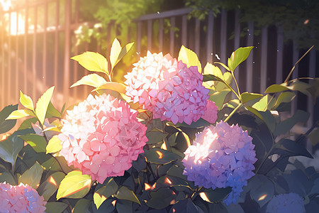 阳光照射夏的绣球花花朵背景图片