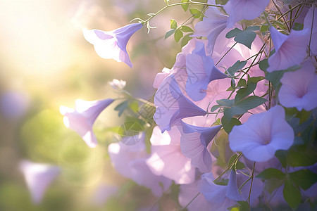 晨光照耀下的喇叭花朵背景图片