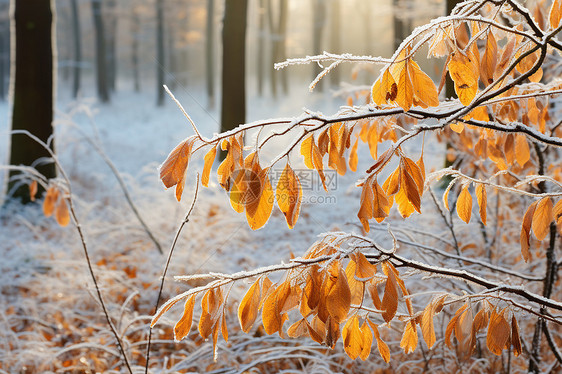 白雪覆盖的森林树叶图片