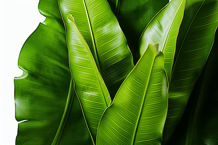 翠绿茂盛的热带植物背景图片