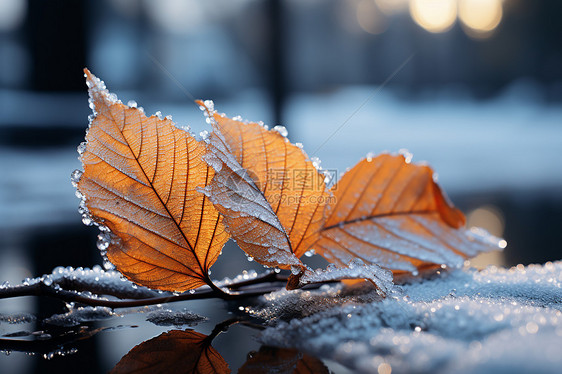 路面上的叶子结满霜花图片
