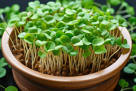 新鲜的植物新芽图片